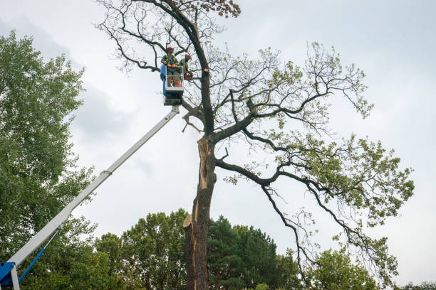 Emergency Storm Tree Removal in Gibson, AR